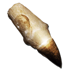 Alpha Mosasaurus Tooth