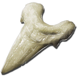 Megalodon Tooth