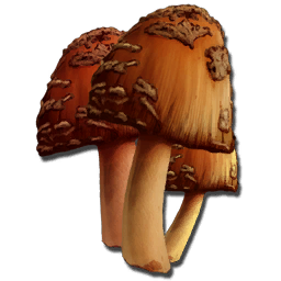 Rare Mushroom