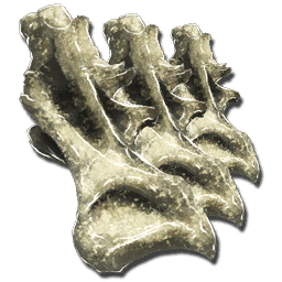 Sauropod Vertebra